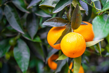 Close up view of orange fruits on trees in the garden of Turkey