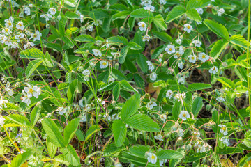 Blooming strawberries grow in the field. Summer white strawberry flowers.
