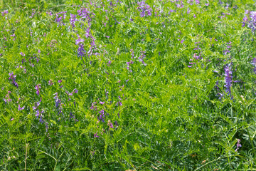 Plant mouse pea Vicia cracca. A valuable honey plant, fodder and medicinal plant. A species of the genus Pea of the legume family.