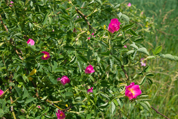 Dark pink rosehip flower close-up. Flowering rosehip bush medicinal