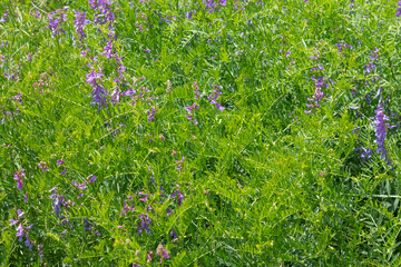 Plant mouse pea Vicia cracca. A valuable honey plant, fodder and medicinal plant. A species of the genus Pea of the legume family.