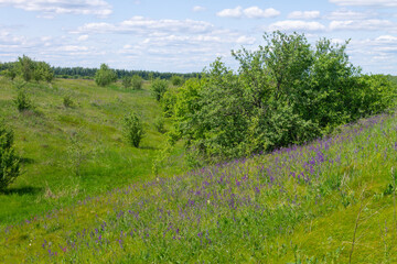 purple flowers in a field on a tree background.a field full of purple flowers, with the sun breaking through the trees
