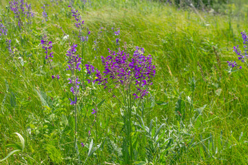 a purple flower in a green field