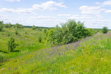 purple flowers in a field on a tree background.a field full of purple flowers, with the sun breaking through the trees