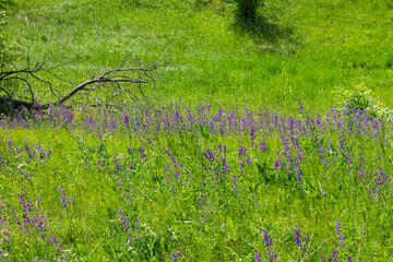 purple flowers in a field on a tree background.a field full of purple flowers, with the sun breaking through the trees