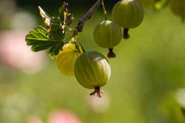 View to fresh green gooseberries on a branch of gooseberry bush in the garden.