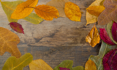 Fototapeta na wymiar autumn background with beautiful dry leaves