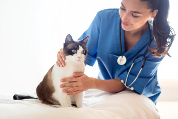 Vet Lady Doing Examination of Cat During Check Up Indoor
