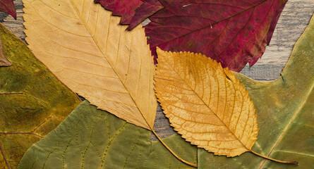 autumn background with beautiful dry leaves