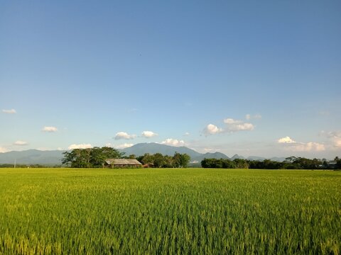 The view of agricultural landscape in Indonesia