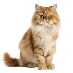 persian cat isolated on white background