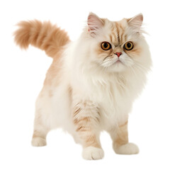 persian cat isolated on white background