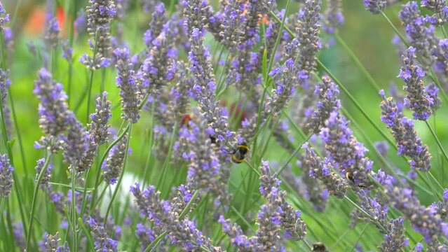 Summer flowers. Bumblebees fly around lavender flowers.