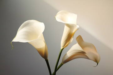 White blossom beauty calla