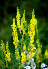 Melilot officinalis, ribbed melilot (Melilotus officinalis) blooms in nature