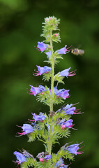 In the field among the herbs bloom Echium vulgare