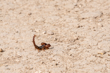 A scorpion at the arid soil of Volubilis