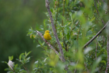 Yellow Warbler in Bethel, AK (Summer 2023)
