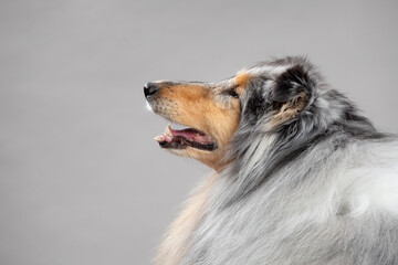 old rough collie dog close up profile portrait in the studio on a grey background