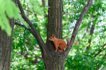 Fox Squirrel sitting on tree branch in park.