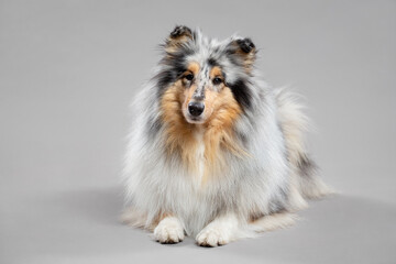 rough collie dog portrait lying down on the floor in the studio on a grey background