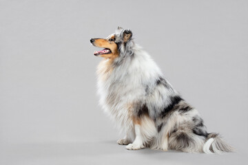 rough collie dog portrait sitting in the studio on a grey background