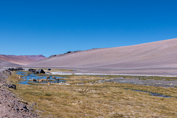 Vicunas at a creek in high altitude at the Paso de Jama, one of the most important mountain passes...