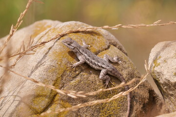Western Fence Lizard (Sceloporus) is a medium sized California lizard. Lives among grass and stones.