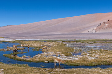Vicunas at a creek in high altitude at the Paso de Jama, one of the most important mountain passes...