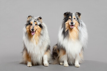 group of two rough collie dogs portrait in the studio sitting on a grey background