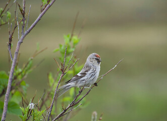 Hoary Redpoll (?) 