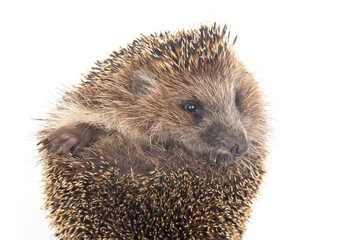 Obraz premium Erinaceus europaeus. Common European hedgehog on a white background