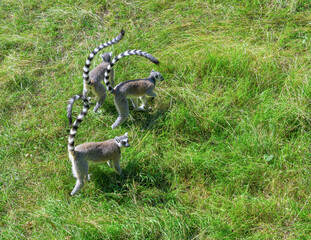 Fototapeta premium Ring-tailed lemurs on the grass. A group of resting lemurs katta.