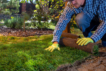 Natural Grass Turf Professional Installer. Gardener Installing Natural Grass Turfs Creating...