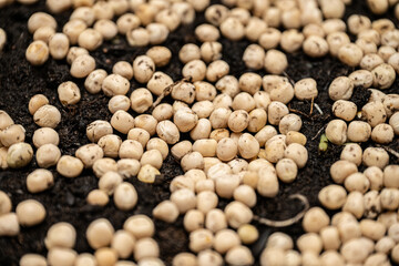 Peas on earth about to germinate.