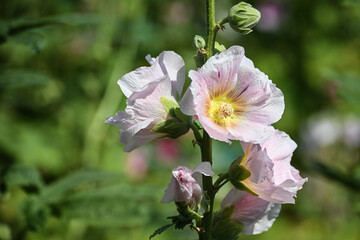 Blooming mallow.