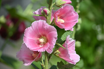 Blooming mallow.