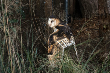 Barn Owl, Sydney, Australia