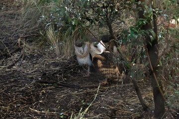 Barn Owl, Sydney, Australia