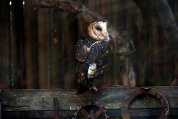 Barn Owl, Sydney, Australia