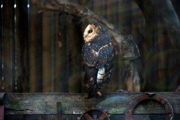 Barn Owl, Sydney, Australia