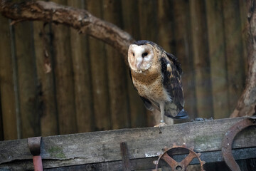 Barn Owl, Sydney, Australia