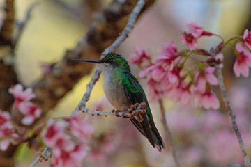 hummingbird