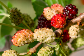 A branch of a ripe mulberry in the garden on a blurred green background.