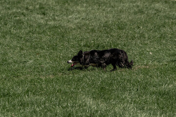 Sheepdog sheep herding trail dog on a beautiful sunny day