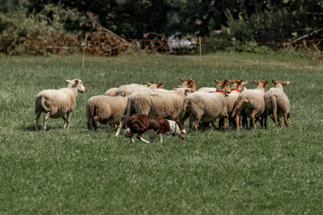 Naklejka na ściany i meble Sheepdog sheep herding trail dog on a beautiful sunny day