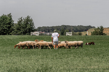 Sheepdog sheep herding trail dog on a beautiful sunny day
