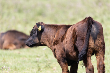Fototapeta premium horses in the field