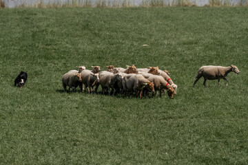 Fototapeta premium Sheepdog sheep herding trail dog on a beautiful sunny day