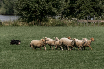 Obraz premium Sheepdog sheep herding trail dog on a beautiful sunny day
